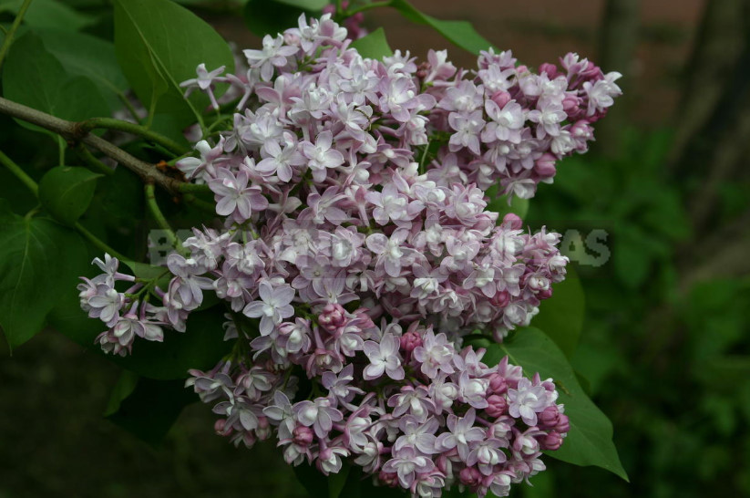 What is the Most Beautiful Lilac?