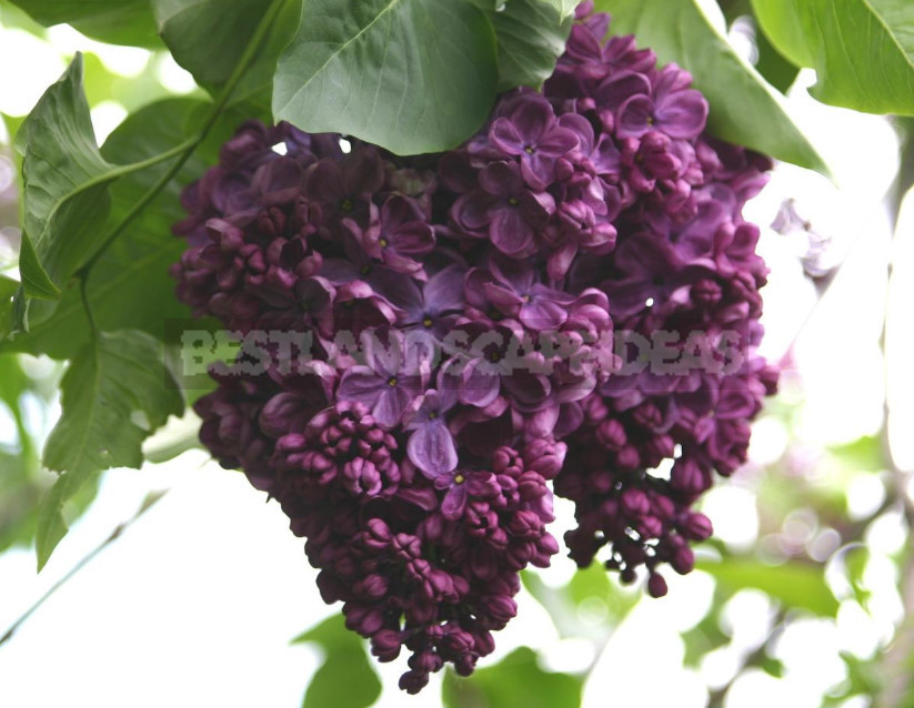 What is the Most Beautiful Lilac?