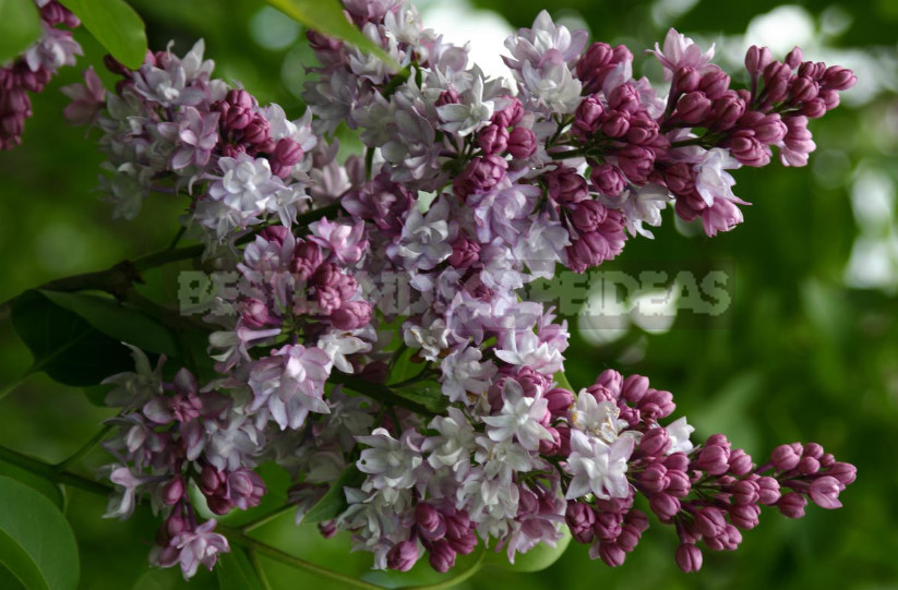 What is the Most Beautiful Lilac?