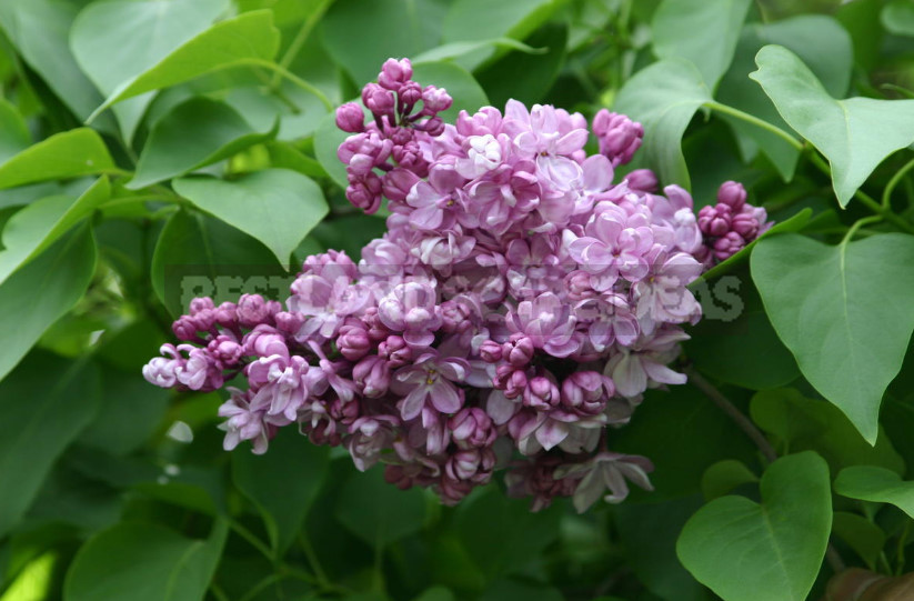 What is the Most Beautiful Lilac?