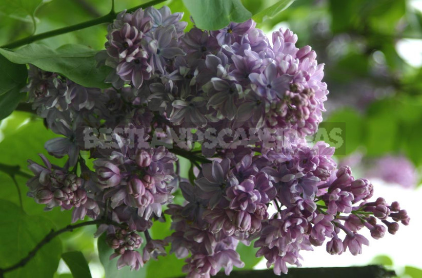 What is the Most Beautiful Lilac?