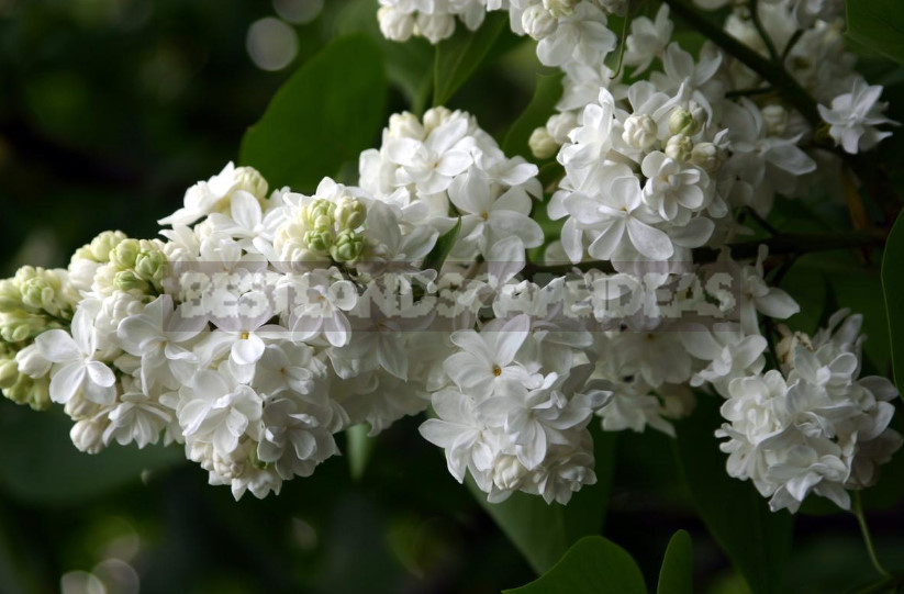 What is the Most Beautiful Lilac?