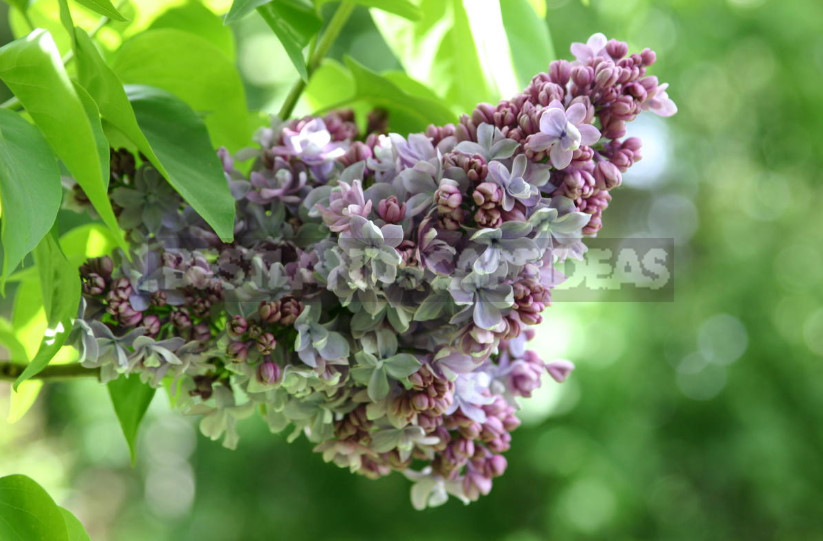 What is the Most Beautiful Lilac?