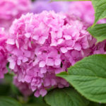 Hydrangeas Large-Leaved: Remontant Varieties
