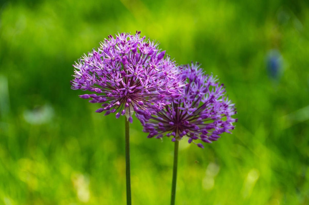 Bows Ansury: Types, Varieties, Characteristics of Growing (Part 2)
