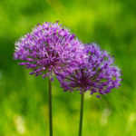 Bows Ansury: Types, Varieties, Characteristics of Growing (Part 2)