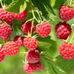 Byturus Tomentosus. Ways of Struggle: Agriculture, Folk Remedies, Medicines