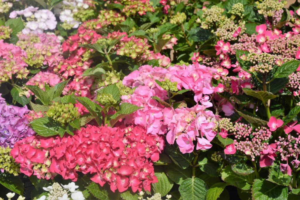 Care of Hydrangea macrophilla: Calendar of Works