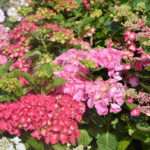 Care of Hydrangea macrophilla: Calendar of Works
