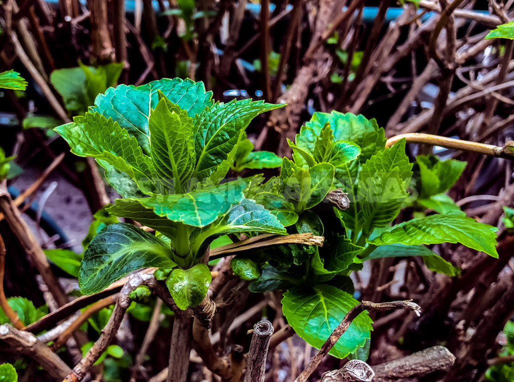 Почему скручиваются листья у гортензии древовидной фото и лечение