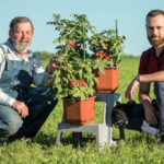 Cherry Tomato ‘Stone Flower F1’: Photo, Description of Hybrid