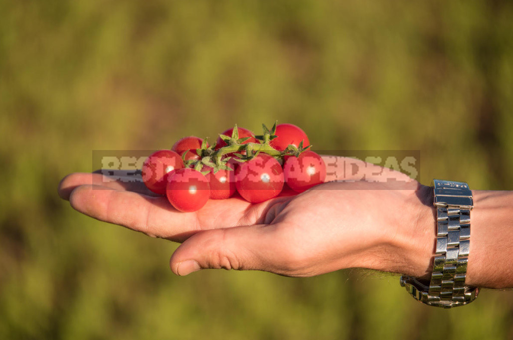 Cherry Tomato 'Stone Flower F1': Photo, Description of Hybrid