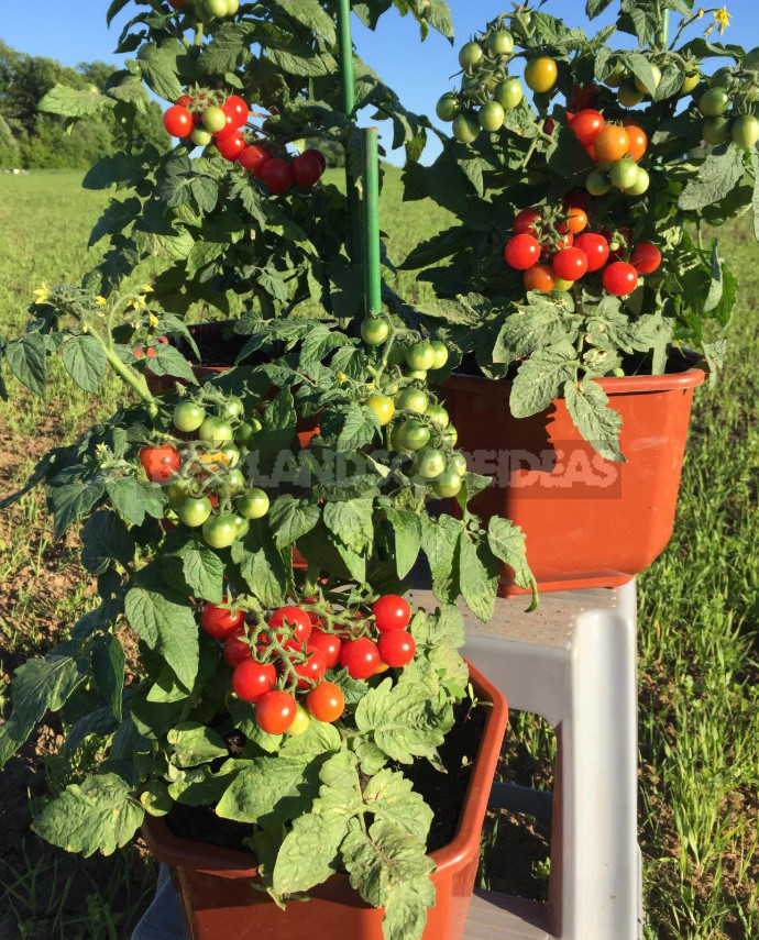 Cherry Tomato 'Stone Flower F1': Photo, Description of Hybrid