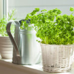 Create a Kitchen Garden. Secrets of Growing Dill and Parsley in Pots.