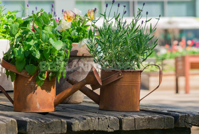 Create a Kitchen Garden. Secrets of Growing Dill and Parsley in Pots.