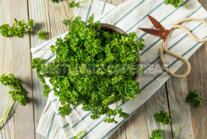 Create a Kitchen Garden. Secrets of Growing Dill and Parsley in Pots.