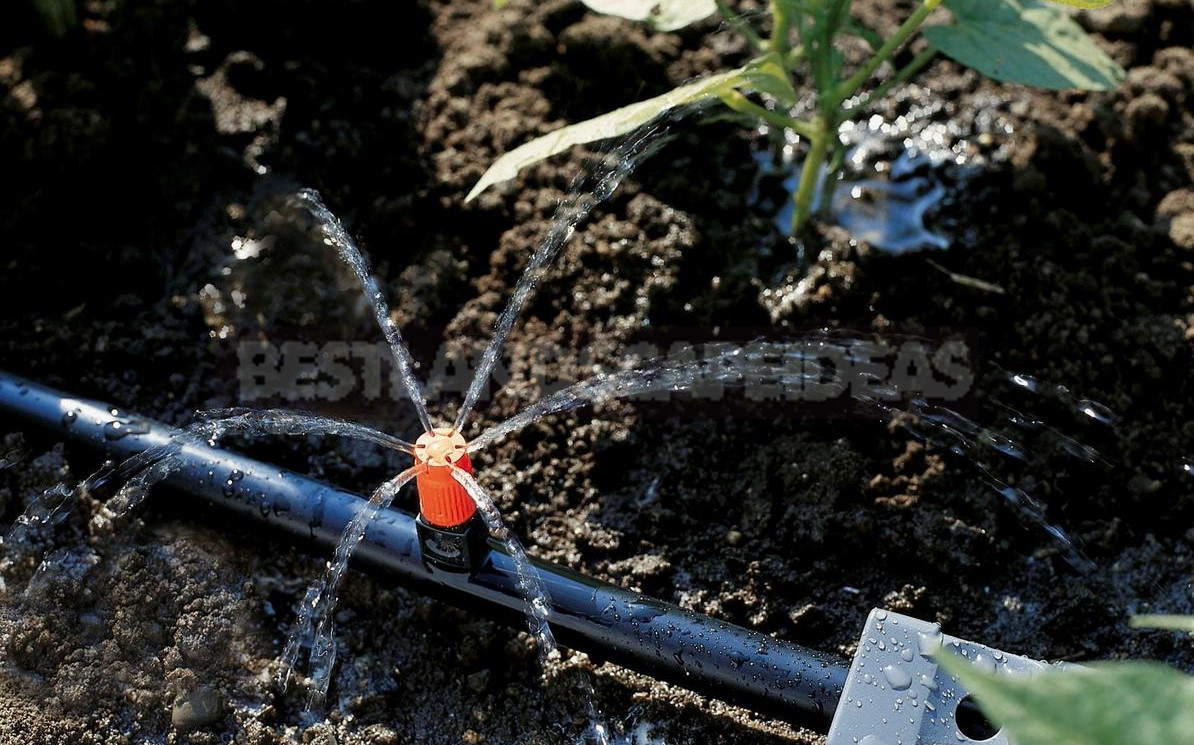 Drip Irrigation of Greenhouse