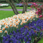 Flower Bulbs for Autumn Planting