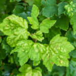 Gallic Aphid on Currants: a Method of Pest Control