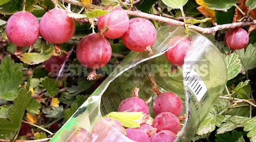 Harvesting Devices: Berries, Fruits and Vegetables (Part 2)