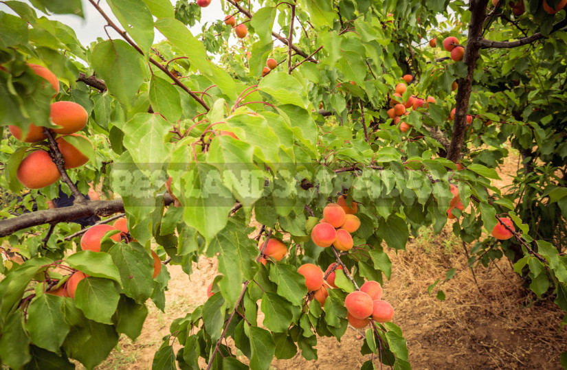 Harvesting evices: Berries, Fruits and Vegetables (Part 1)
