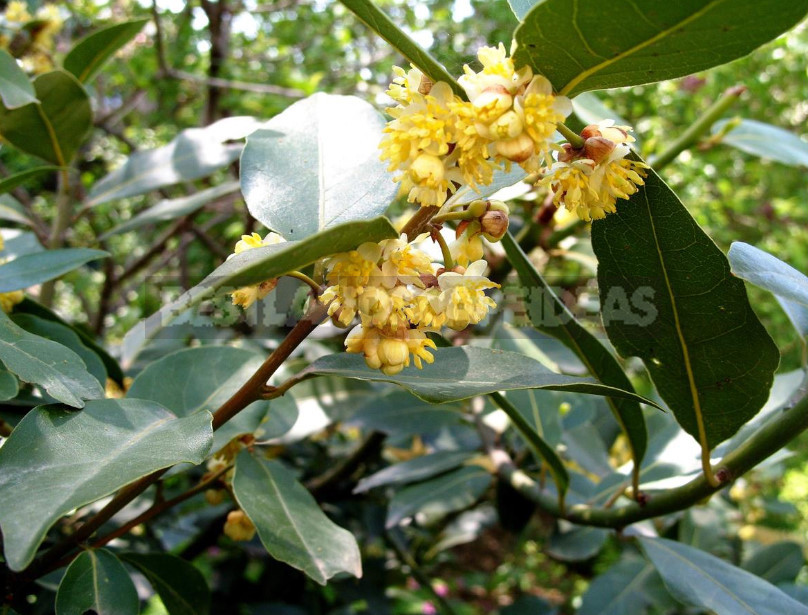 Laurel and Ginger How to Grow Fragrant Crops at Home