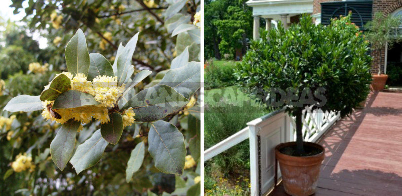 Laurel and Ginger How to Grow Fragrant Crops at Home