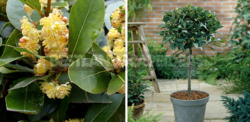 Laurel and Ginger How to Grow Fragrant Crops at Home