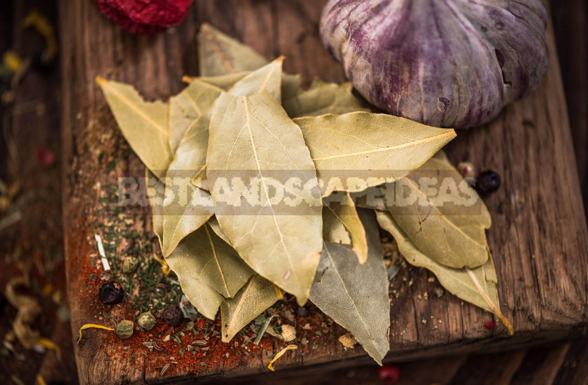 Laurel and Ginger How to Grow Fragrant Crops at Home