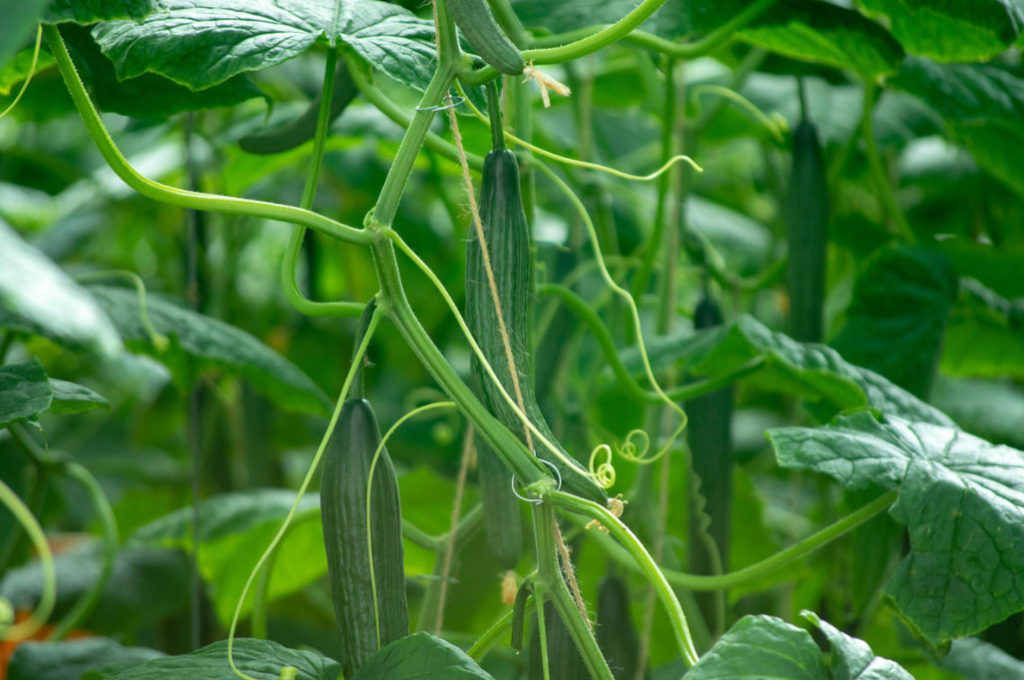 Salad Cucumber Soltis F1: Features of Growing a Long Fruit Hybrid