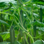 Salad Cucumber Soltis F1: Features of Growing a Long Fruit Hybrid
