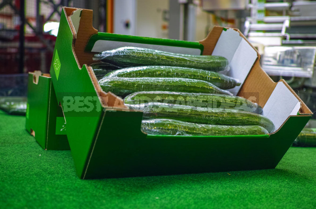 Salad Cucumber Soltis F1: Features of Growing a Long Fruit Hybrid