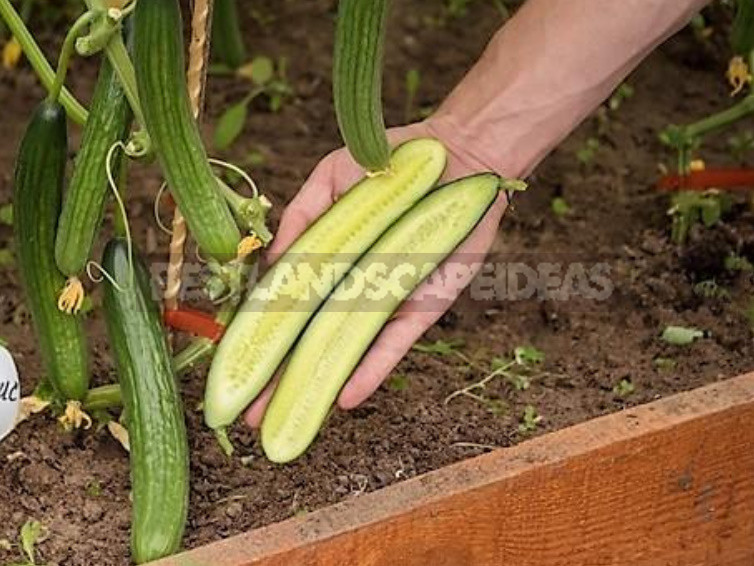 Salad Cucumber Soltis F1: Features of Growing a Long Fruit Hybrid