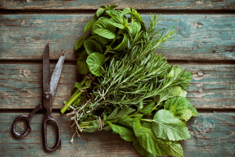 Spicy Herbs That are Harvested in July, and Their Healing Properties