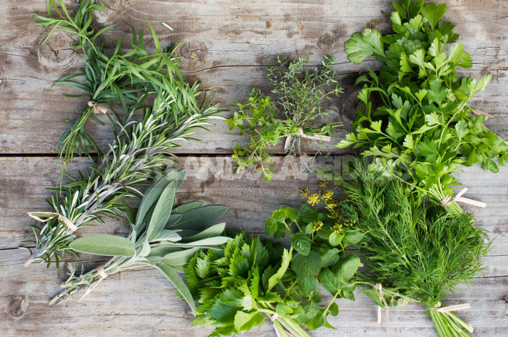 Spicy Herbs That are Harvested in July, and Their Healing Properties (Part 2)