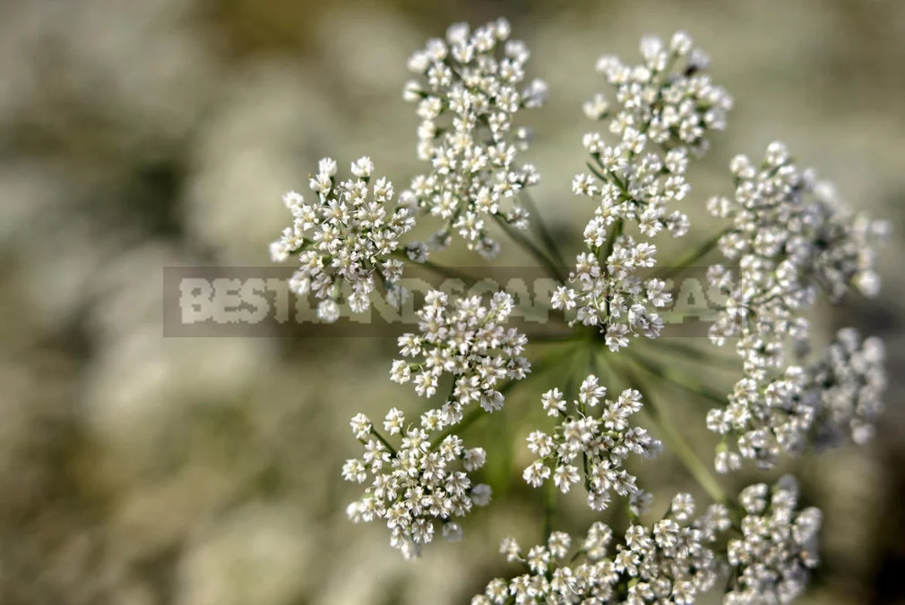 Spicy Herbs That are Harvested in July, and Their Healing Properties (Part 1)