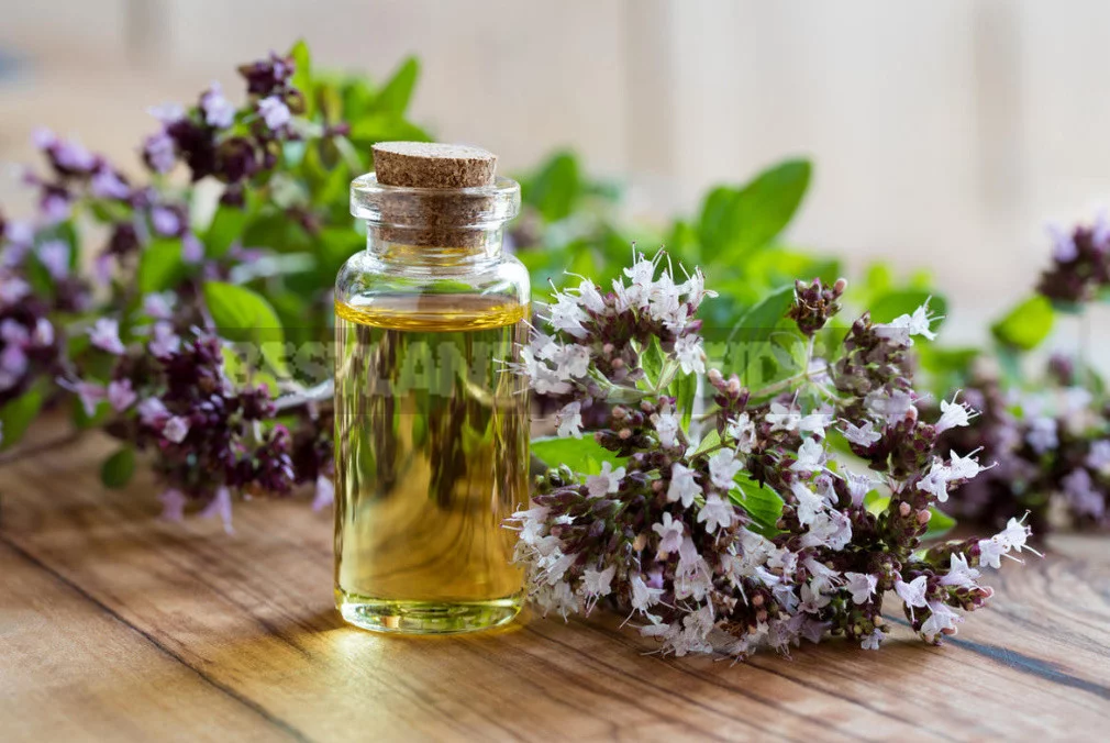 Spicy Herbs That are Harvested in July, and Their Healing Properties (Part 1)