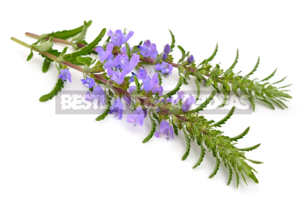 Spicy Herbs That are Harvested in July, and Their Healing Properties (Part 1)
