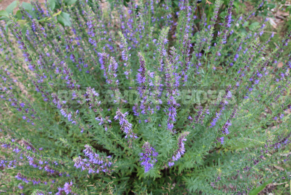 Spicy Herbs That are Harvested in July, and Their Healing Properties (Part 1)