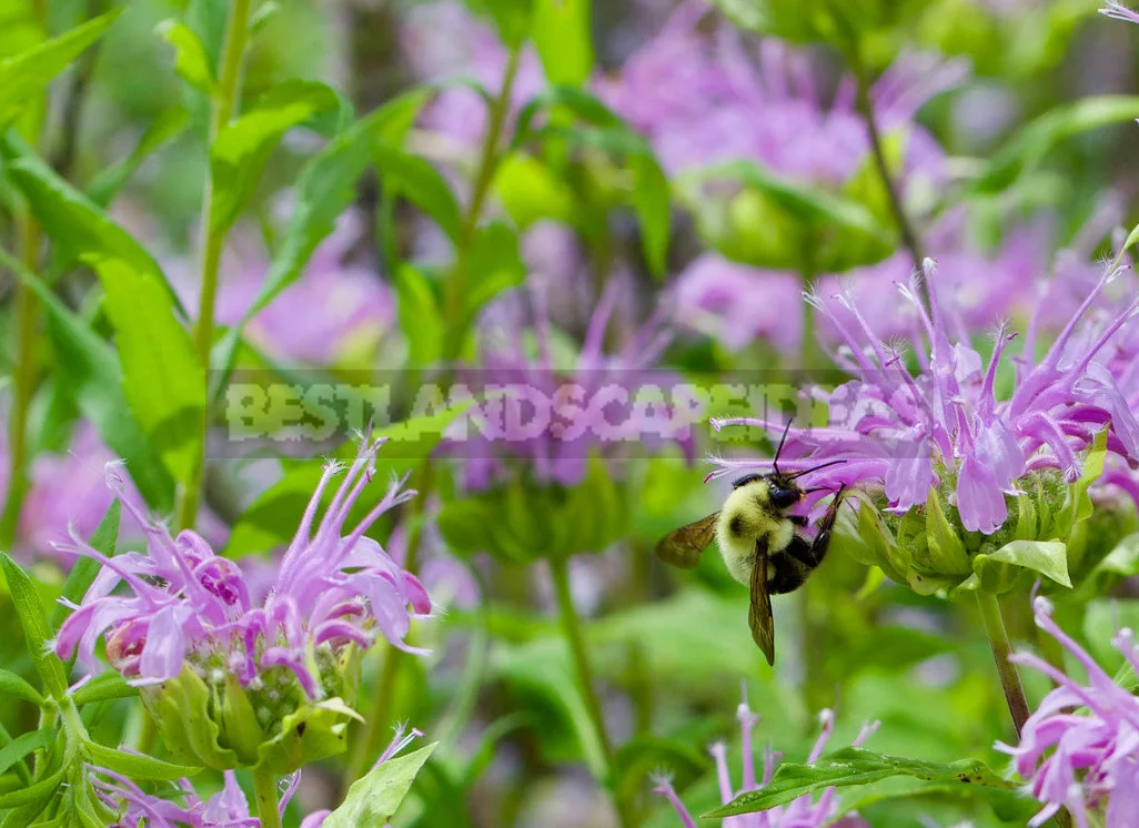 Spicy Herbs That are Harvested in July, and Their Healing Properties (Part 1)