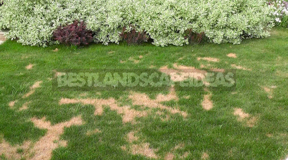 The Secret of a Beautiful Lawn: Aerator Care Will Be Easier