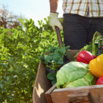 Trichoderma against plant diseases