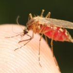 What are Dangerous Mosquitoes and How to Deal With Them (Part 2)