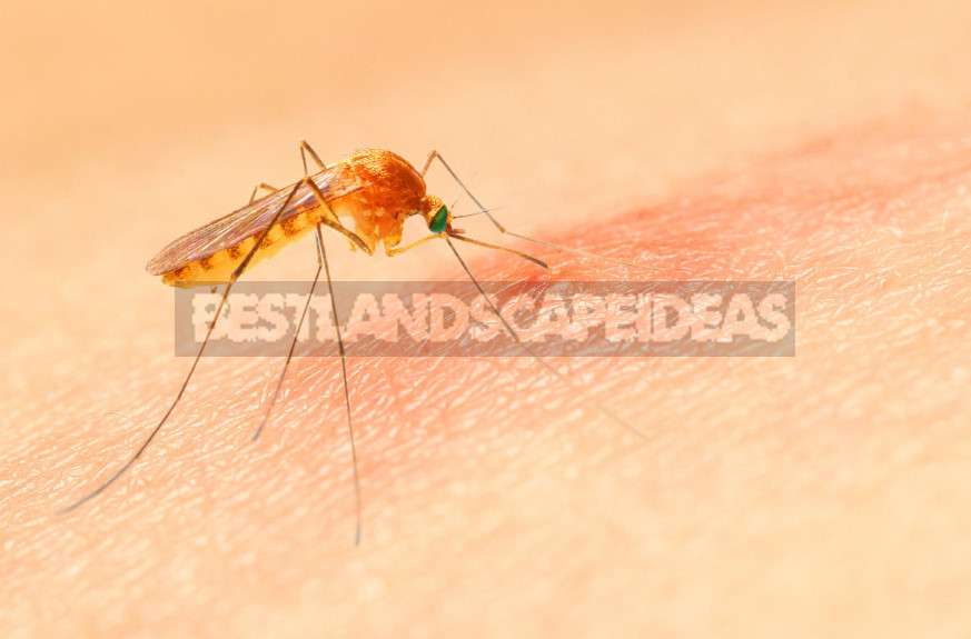 What are Dangerous Mosquitoes and How to Deal With Them (Part 1)