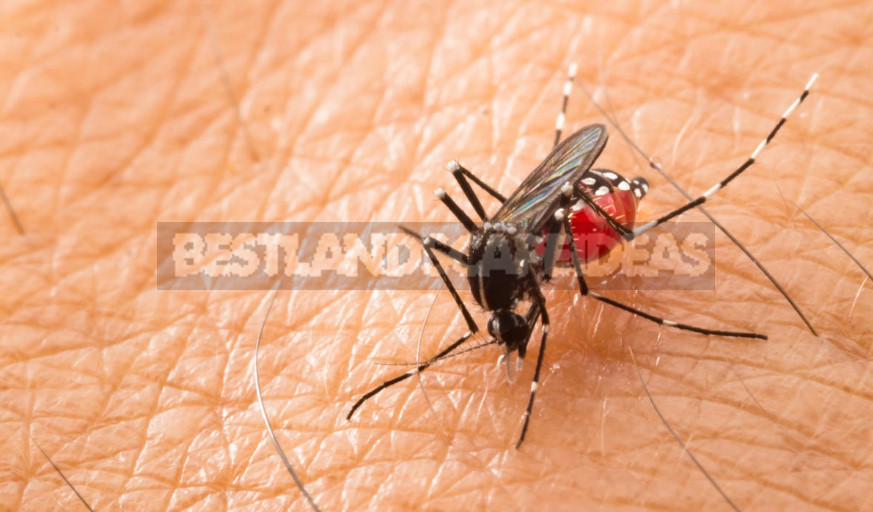 What are Dangerous Mosquitoes and How to Deal With Them (Part 1)