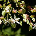 Garden of Aromas: Plants With Spicy Aromas