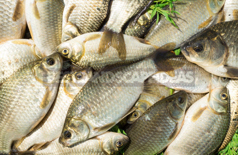 What is Opisthorchiasis and How to Disinfect Fish