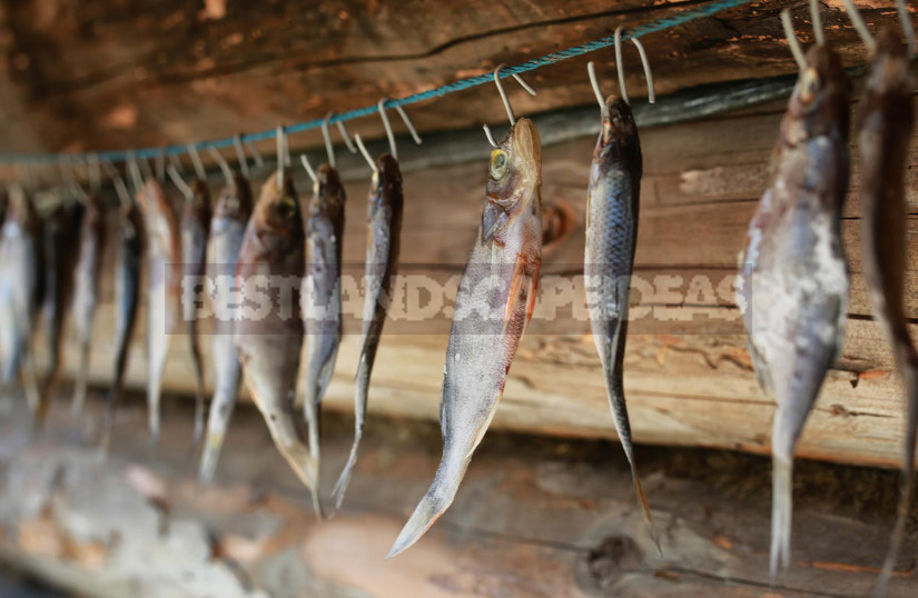 What is Opisthorchiasis and How to Disinfect Fish
