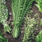 What Medicinal Plants are Harvested in June (Part 3)