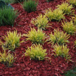Organic Materials for Mulching and Features of their Application